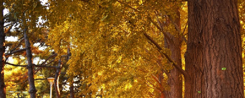 坎特伯雷大学 (78)